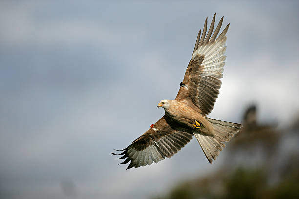 istock Red kite, Milvus milvuss 462925997