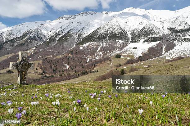 Paisagem Alpina Primavera Flor E Relva Verde Prado - Fotografias de stock e mais imagens de Abundância