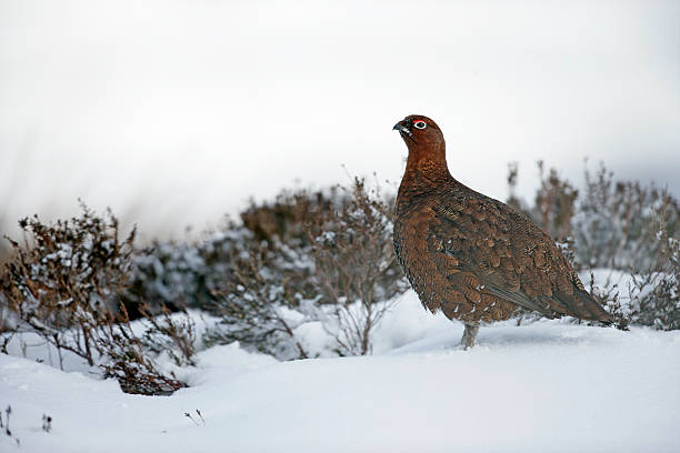 istock Red grouse, Lagopus lagopuss 462940359