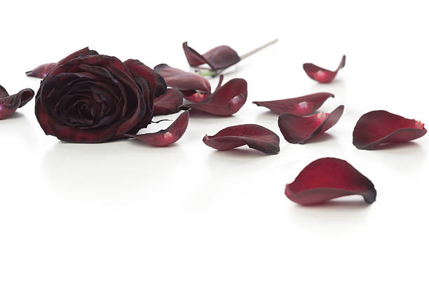 Black Baccara Rose and petals isolated on white. Soft focus.