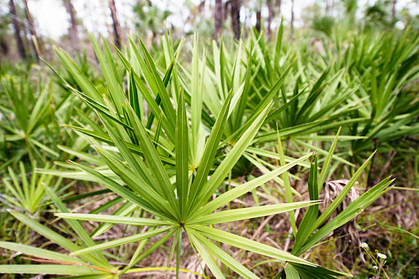palmetto seghettato in florida everglades foresta - backwoods foto e immagini stock