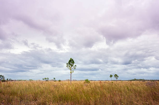Prarie in the Florida Everglades