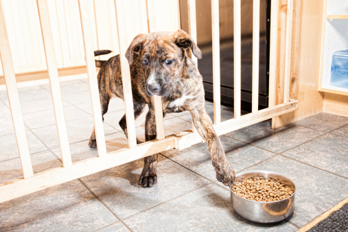 A puppy behind a gate trying to pull a bowl of food closer with her paw.  High Key