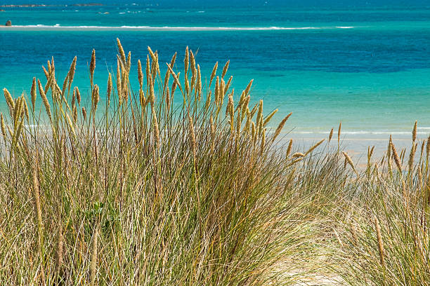 istock Sea Lyme Grass on Herm, Channel Islands 462943769