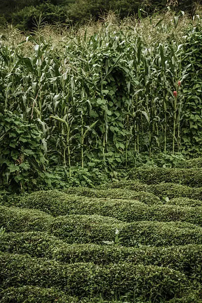 Day time view of a cornfield near a  tea plantation