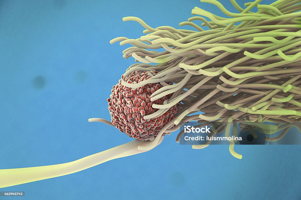 Dendritic cell and lymphocyte Dendritic cell and lymphocyte, coloured scanning electron micrograph. Lymphocyte Stock Photo