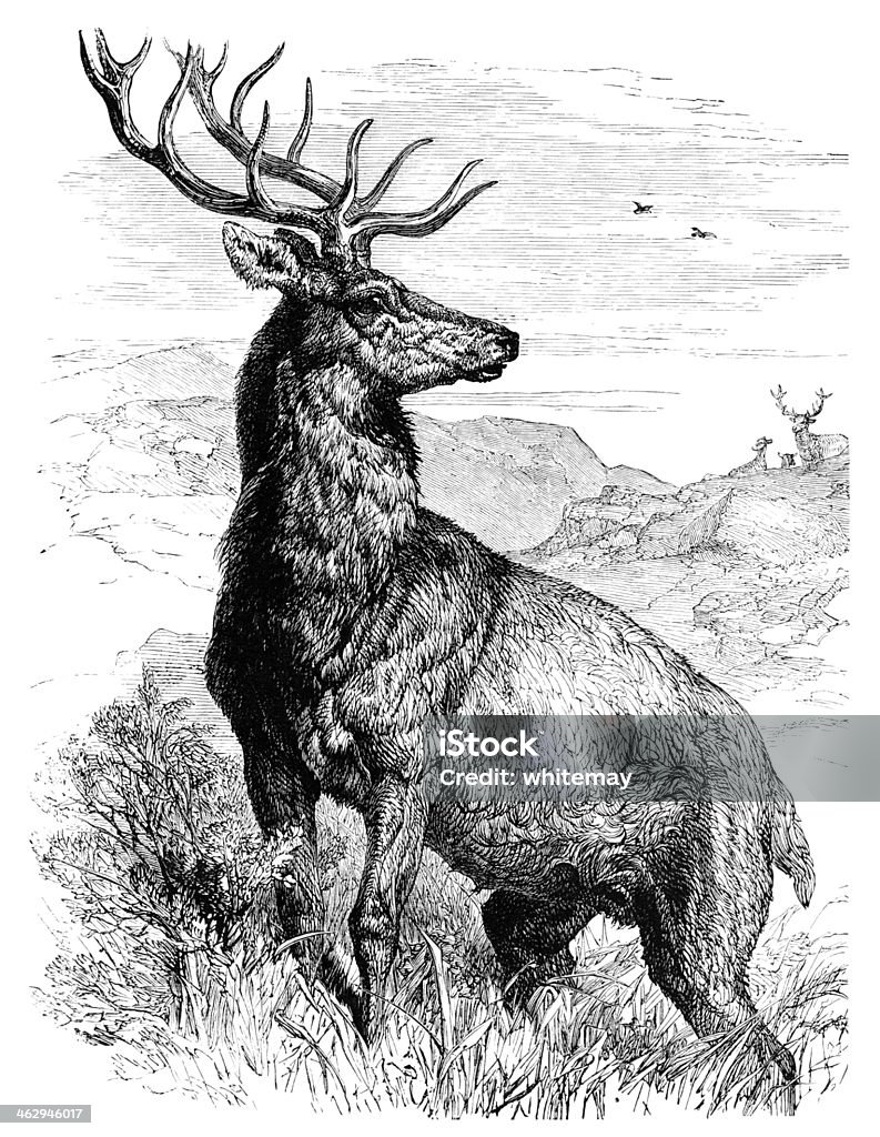 Cervo Cervo rosso - Illustrazione stock royalty-free di Cervo maschio