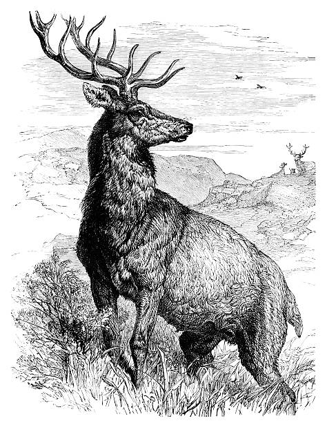 illustrazioni stock, clip art, cartoni animati e icone di tendenza di cervo cervo rosso - cervo maschio