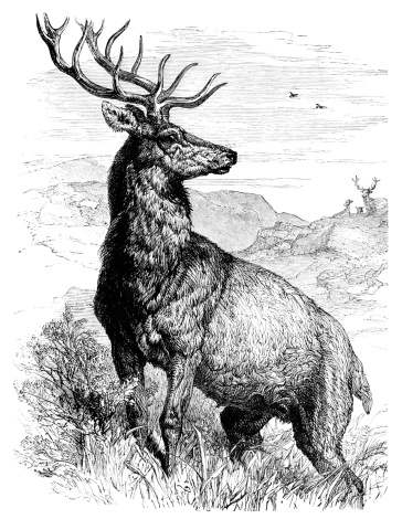 A majestic red deer stag on a Scottish mountain, wary of another stag in the distance. From “Glad Hours - The Little One’s Own Treasury of Pictures and Stories” by Muriel Evelyn and illustrated by various artists. Published by Ward Lock & Co, London and New York, 1886.