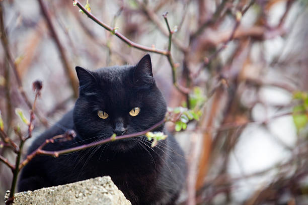 istock The gaze of a black cat 462946705