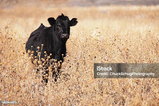 Sapi Sapi Sapi Aberdeen Angus Sapi Sapi Foto Stok - Unduh Gambar ...