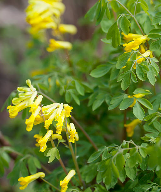 Yellow Corydalis (C. lutea) Short to medium densely tufted, rather greyish-green perennial. Leaves 2-3 pinnate with narrow-oblong divisions. Flowers golden-yellow, 12-20mm, 6-16 in racemes opposite the upper leaves. Fruit pendent, with a deciduous style. corydalis lutea stock pictures, royalty-free photos & images