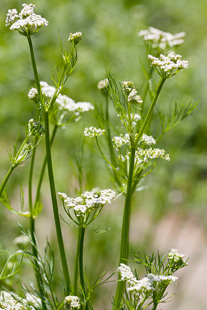 Caraway (Carum carvi) Medium to tall, erect, hairless biennial to 1.5m, though often less; stem hollow, ridged. Leaves 2-3 pinnate, with linear-lanceolate or linear lobes. Flowers whitish or pink, 2-3mm, in rather irregular umbels with 5-6 rays; bracts usually absent. Fruit oval, 3-6mm, with slender ridges, when crushed. caraway stock pictures, royalty-free photos & images