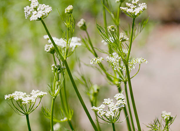 Caraway (Carum carvi) Medium to tall, erect, hairless biennial to 1.5m, though often less; stem hollow, ridged. Leaves 2-3 pinnate, with linear-lanceolate or linear lobes. Flowers whitish or pink, 2-3mm, in rather irregular umbels with 5-6 rays; bracts usually absent. Fruit oval, 3-6mm, with slender ridges, when crushed. caraway seed stock pictures, royalty-free photos & images