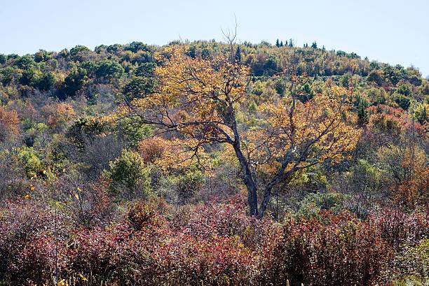 istock Autumn in the hills 462952299