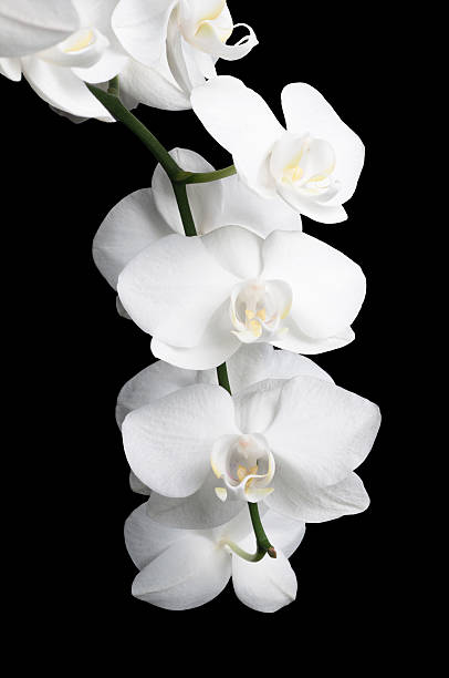 istock White orchid on a black background for your design 462953561