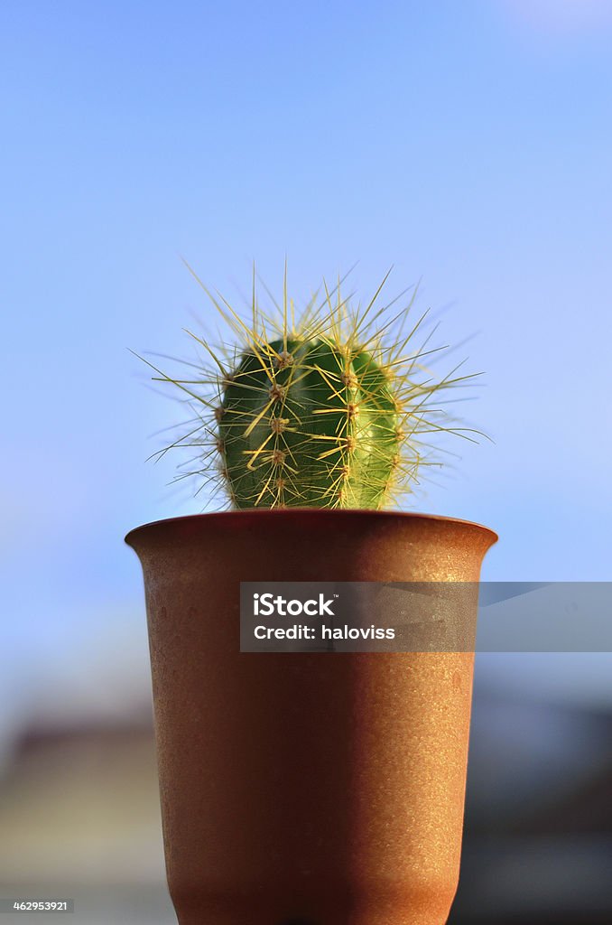 cactus - Foto de stock de Botánica libre de derechos