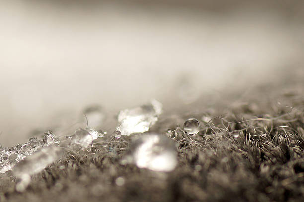 istock Abstract : Macro Droplet on fur and wool 462955091