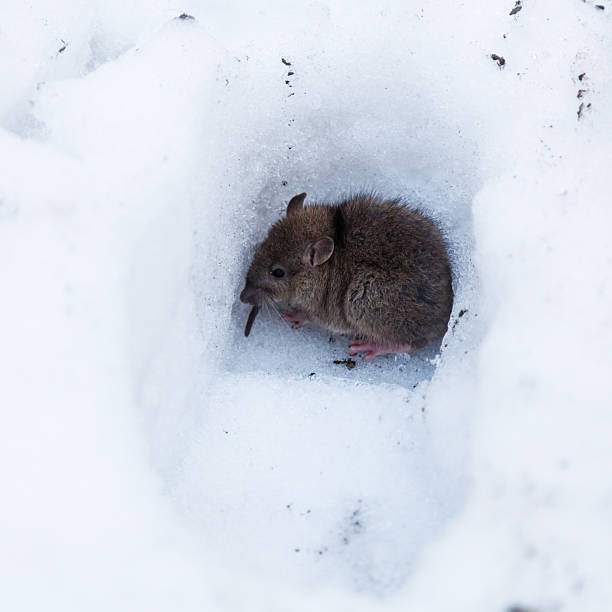 istock cute little mouse hides in the snow 462958375