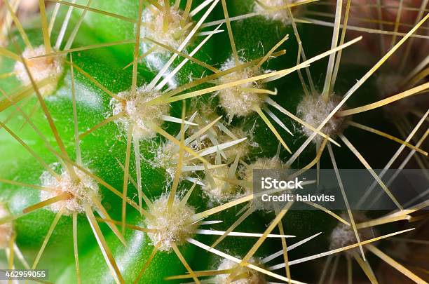 Cato Macro - Fotografias de stock e mais imagens de Botânica - Ciência de plantas - Botânica - Ciência de plantas, Crescimento, Decorar