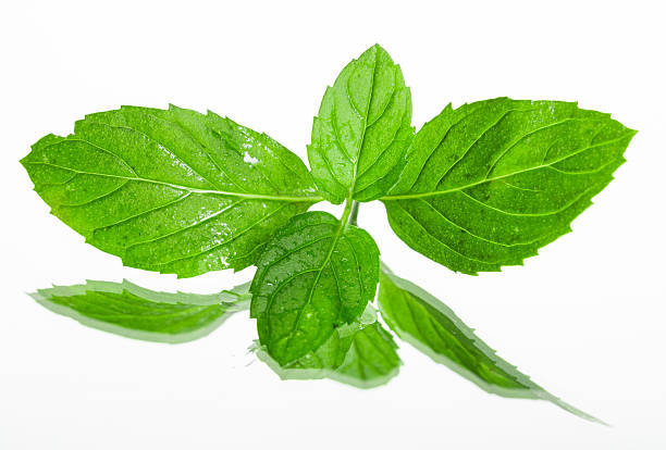 istock Fresh organic mint leaves on white background 462959383