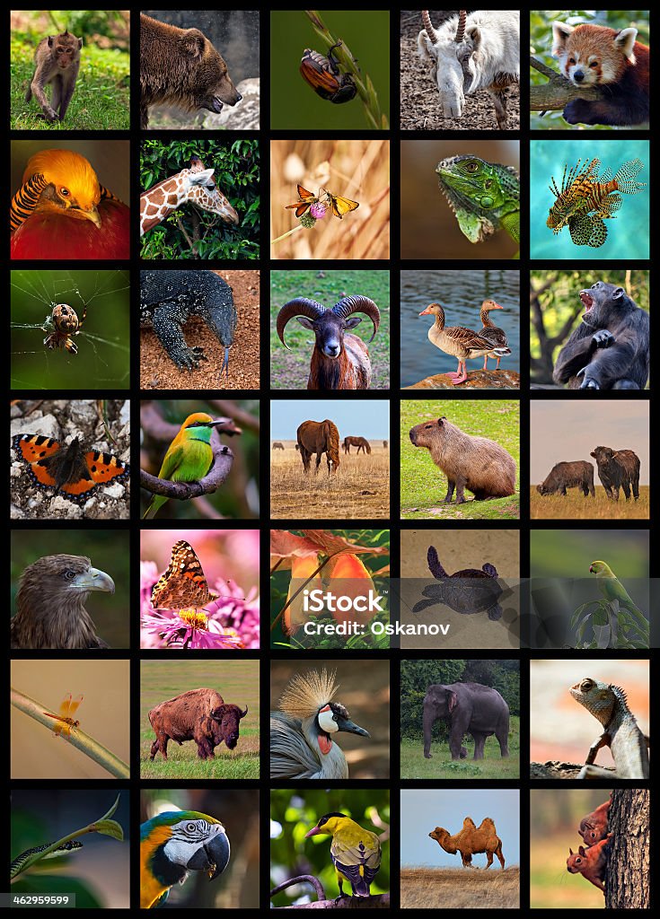 Collage of various wild animal portraits Collage of wild animals made high resolution and suitable for A4 format printing at 300 dpi. Animal Stock Photo