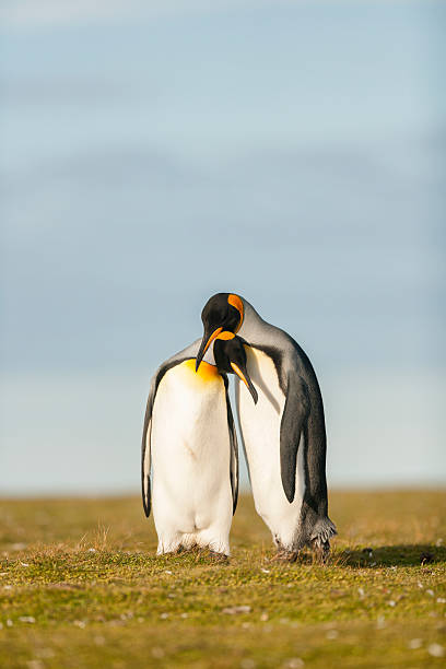penguins paar mit king-size-bett - falkland islands stock-fotos und bilder