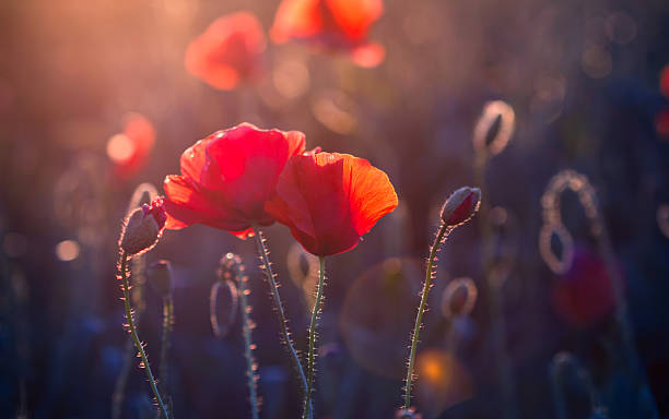 ポピー花の牧草地での夕暮れ - poppy field red flower ストックフォトと画像