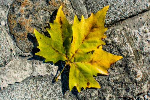 autumnal colored leaf lying on cobblestones