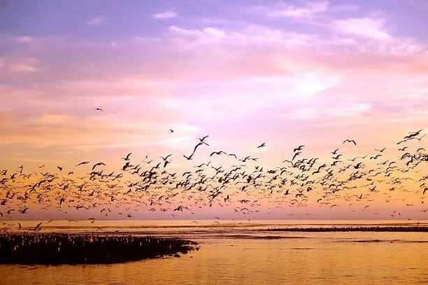 Photo of Sunset Seagulls