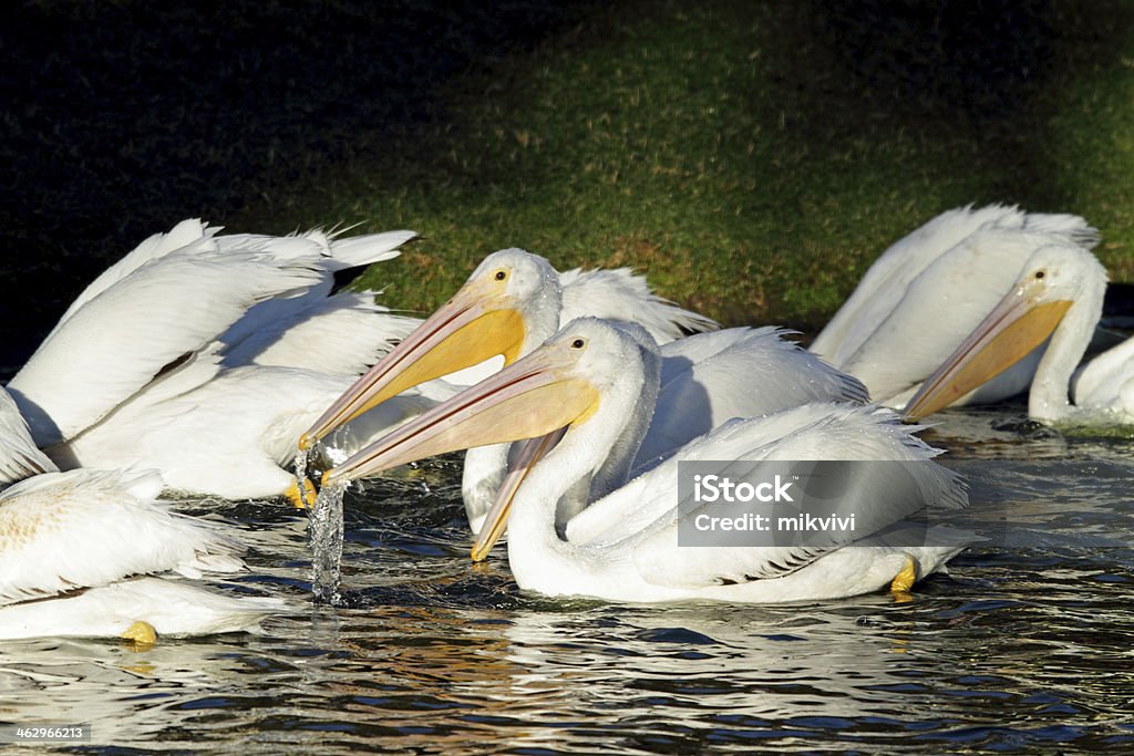 Пеликанов - Стоковые фото American White Pelican роялти-фри