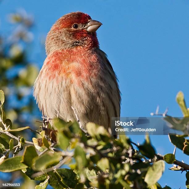 Männliche House Finch Stockfoto und mehr Bilder von Arizona - Arizona, Einzelner Gegenstand, Einzelnes Tier