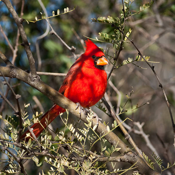 istock Male Northern Cardinal 462966575