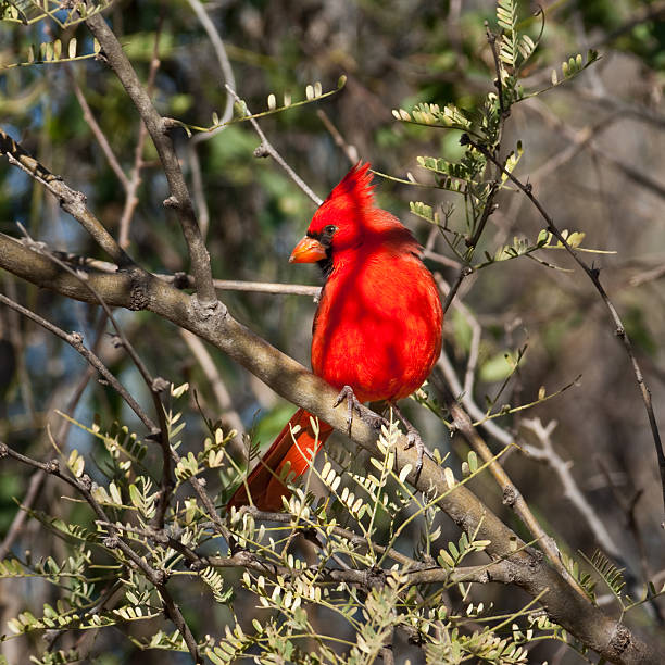 istock Male Northern Cardinal 462966597