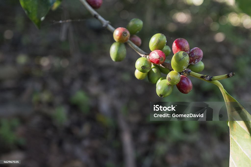 Grãos de café na árvore maturação - Royalty-free América Central Foto de stock