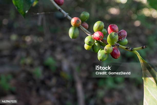 Grãos De Café Na Árvore Maturação - Fotografias de stock e mais imagens de América Central - América Central, Ao Ar Livre, Bebida