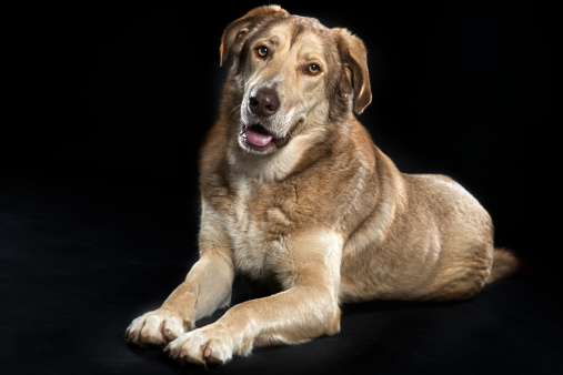 Dog sitting on the floor, he's looking at camera.Portrait of a dog in studio.