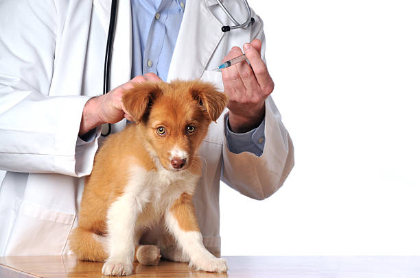 Mixed Breed Puppy Getting Shots in the Veterinarian's Office stock photo
