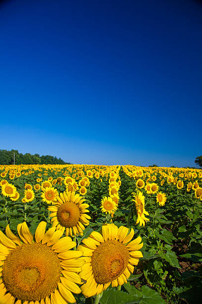 vast field of sunflowers, blue sky