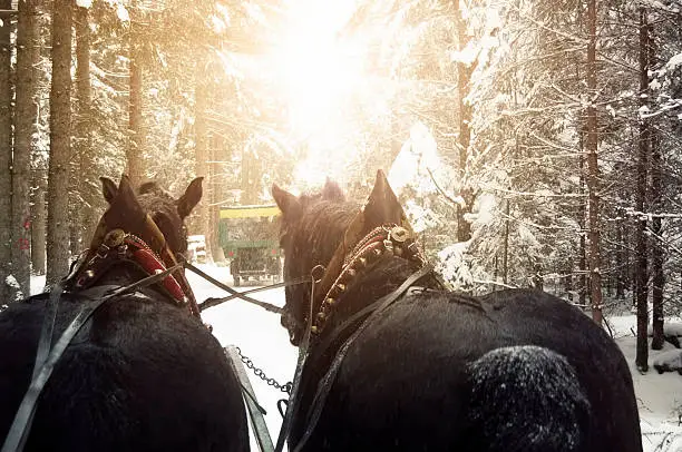 Two sleigh horses pulling a carriage in snow covered path in a forest.
