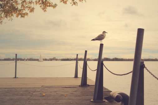 An seagull perched on a post on Toronto's lakeside boardwalk.