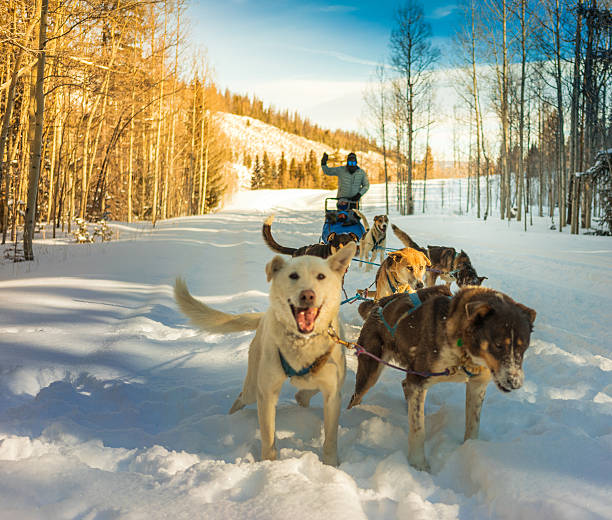 istock alaskan husky dogs 462973039