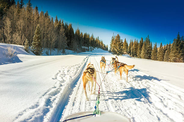istock alaskan husky dogs 462973089