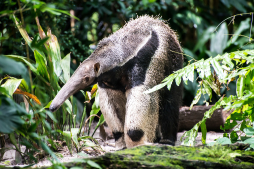 Young southern anteater. Tamandua mirim. Brazil. Selective focus