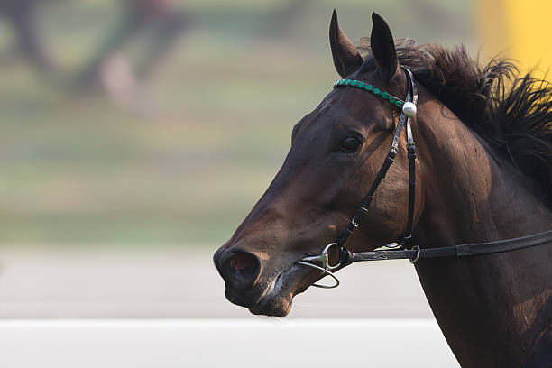 競馬場 - horse horse racing animal head horseracing track ストックフォトと画像