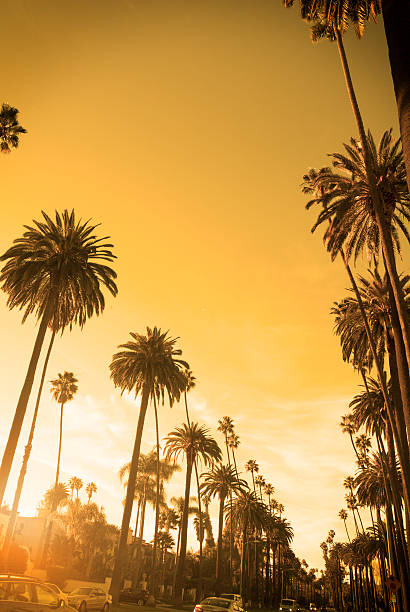 istock Palm trees in Beverly Hills 462975217