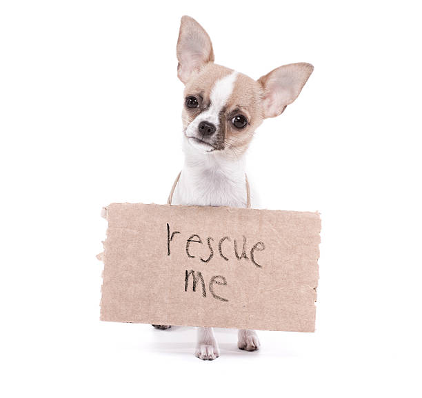 istock Chihuahua Rescue 462975443