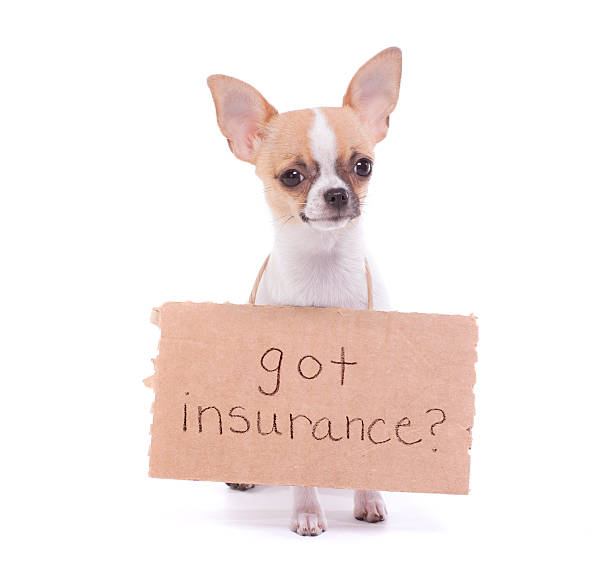 istock Chihuahua Message about Pet Insurance 462975445