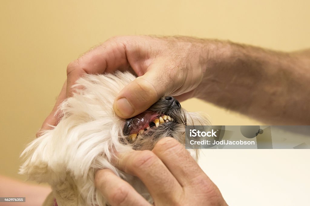 Cão de dentes com graves placa - Foto de stock de Animal royalty-free