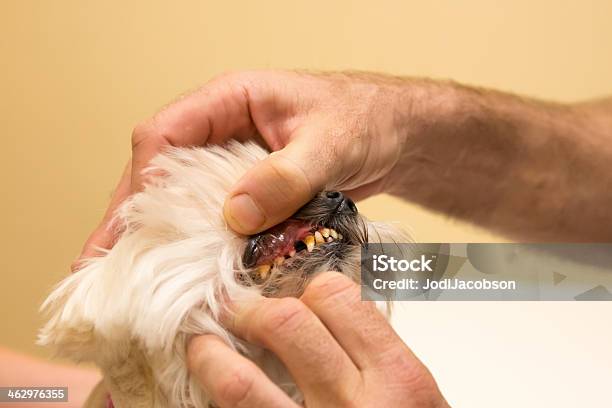 Foto de Cão De Dentes Com Graves Placa e mais fotos de stock de Animal - Animal, Animal de estimação, Cuidado